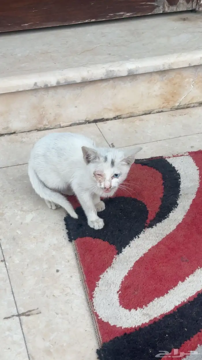 قط للانقاذ 0