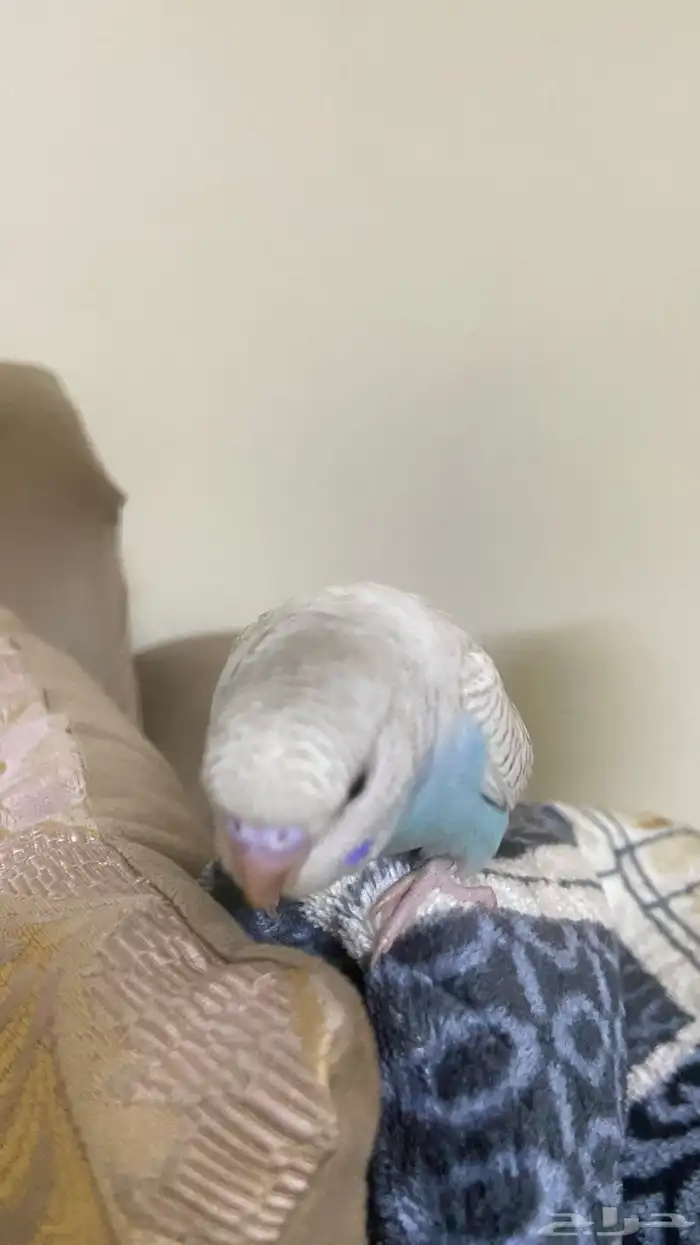 فرخ بادجي اليف جدا الوان رائعه 3