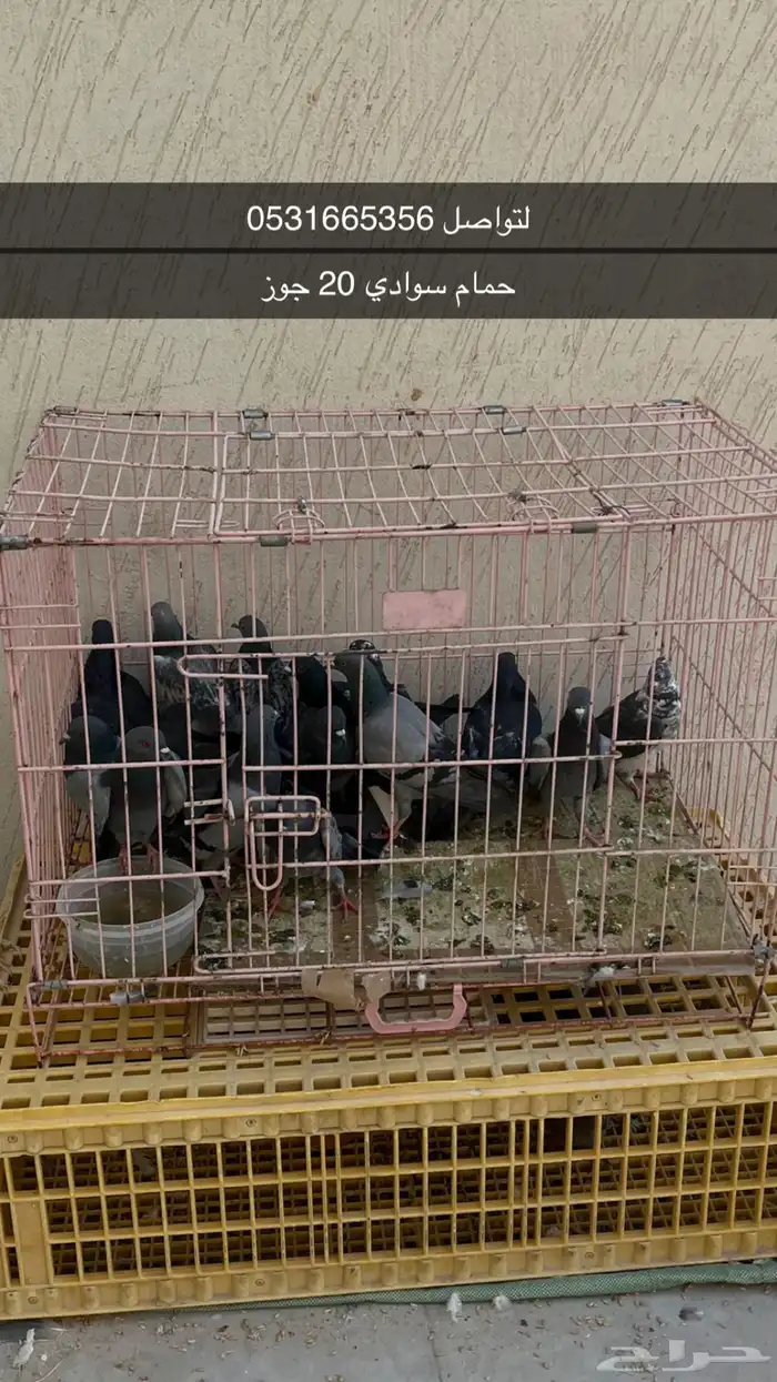 حمام سوادي 0