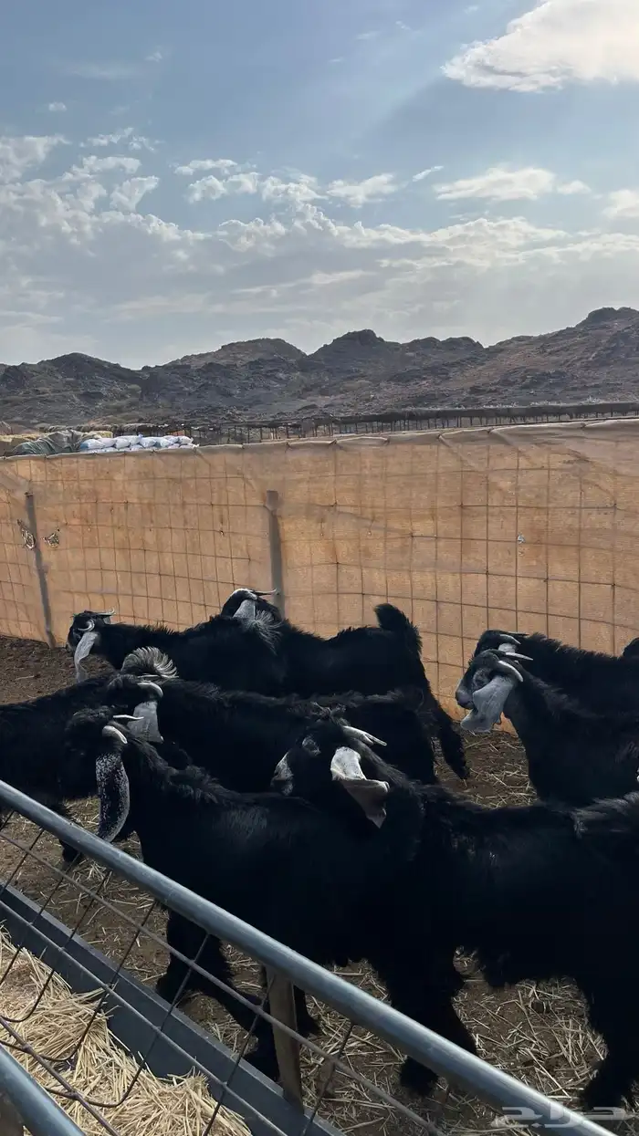 تيوس مخاصي جادعان جبره 21