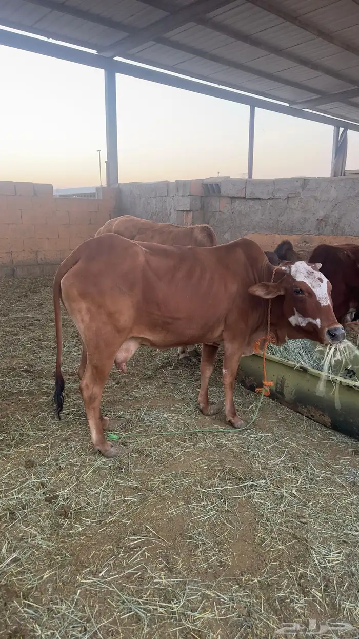 بقره القحه 0