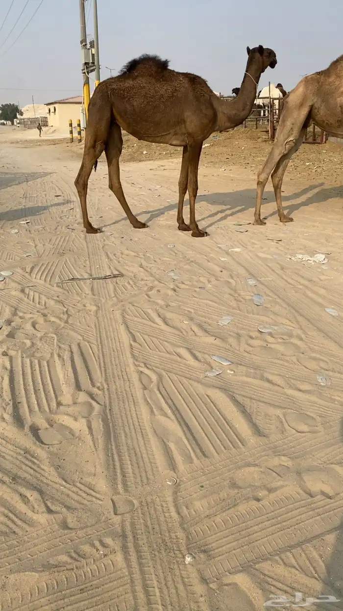 بكره لقيه كفوو 1