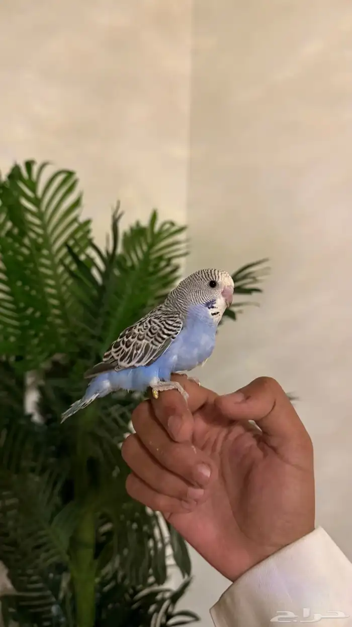 طيور بادجي وروز اليفه 9