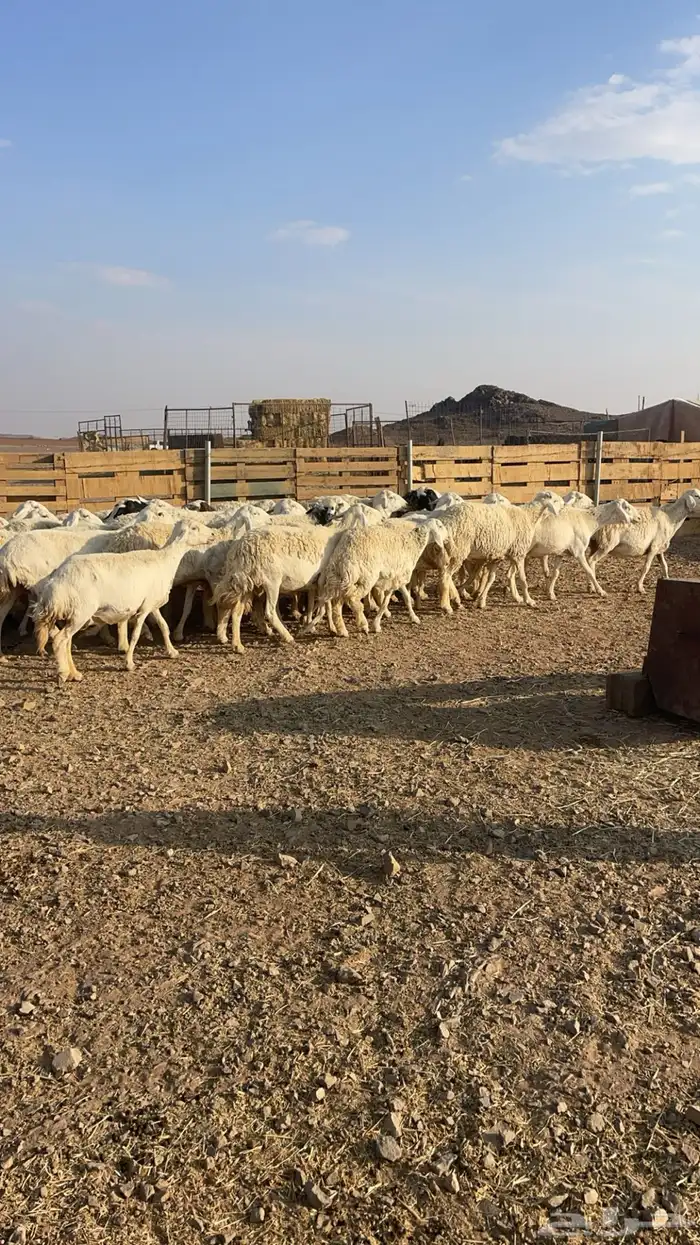 ضان حبص مقنوي 3