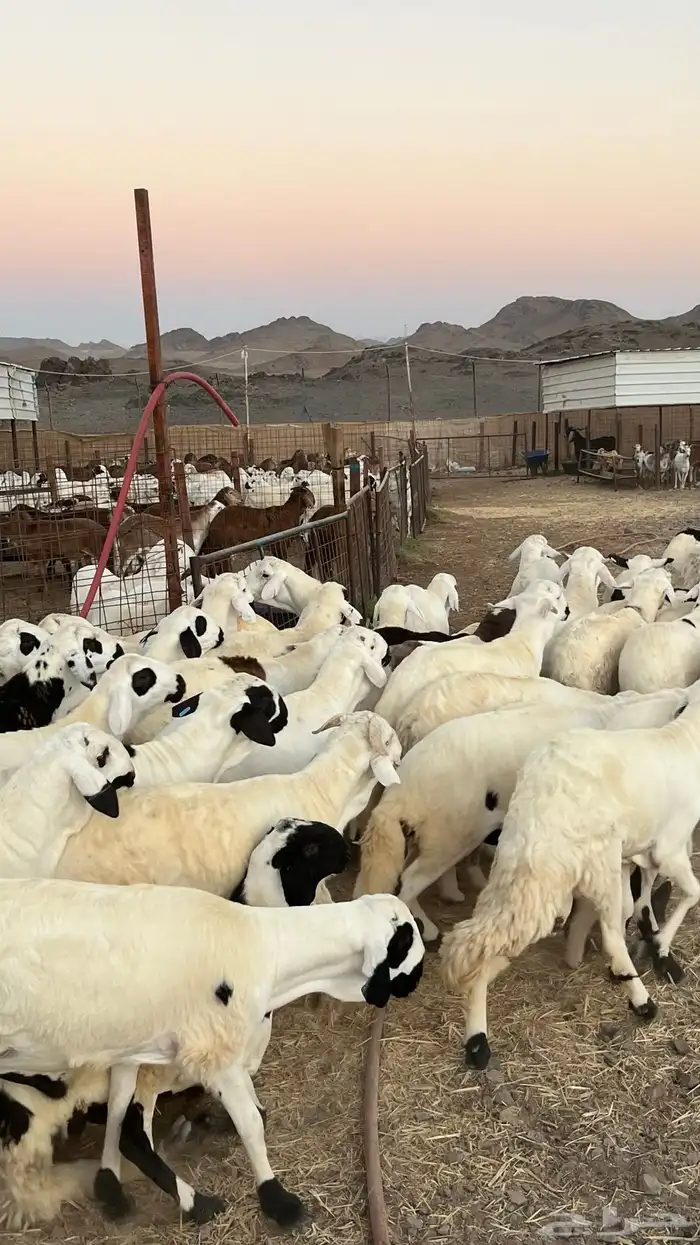 ذبائح طليان حري-نجدي-سواكن-نعيمي-تيوس 5