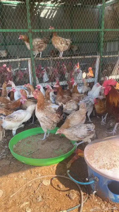 chickens 1000pieces index