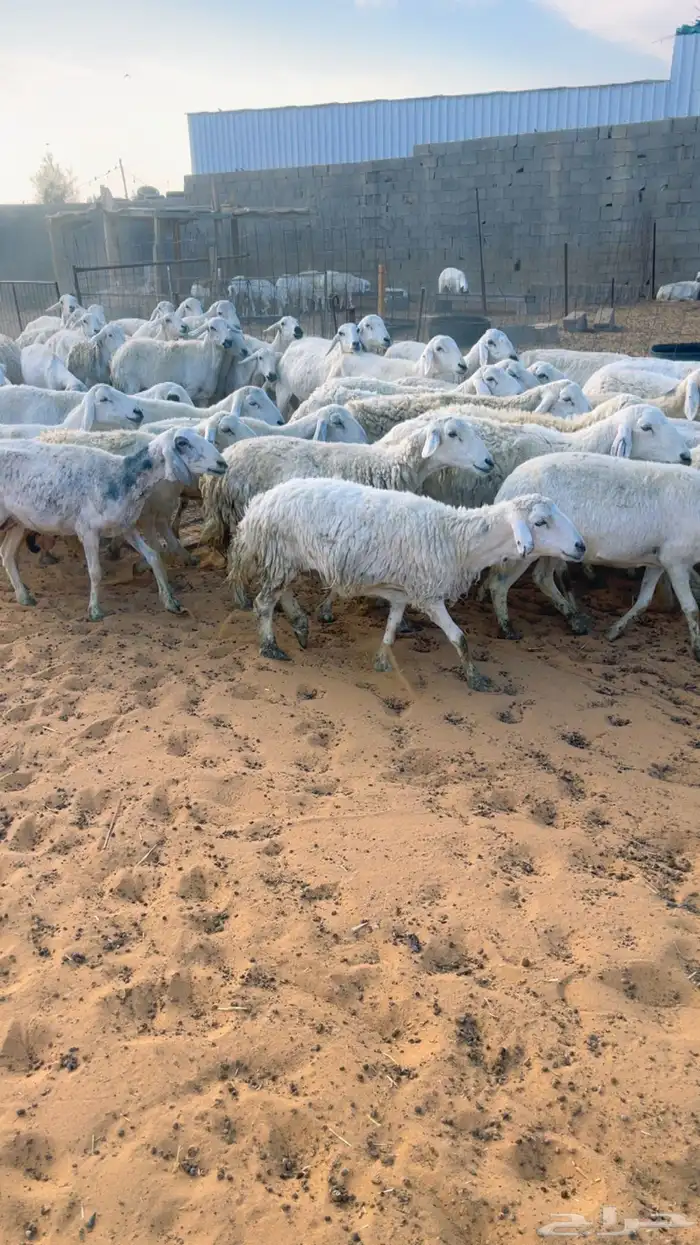 حريات العدد 60 بالفحل 1