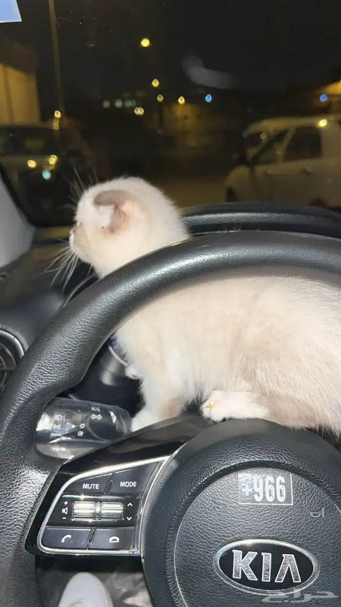 للبيع سكوتش فولد 1