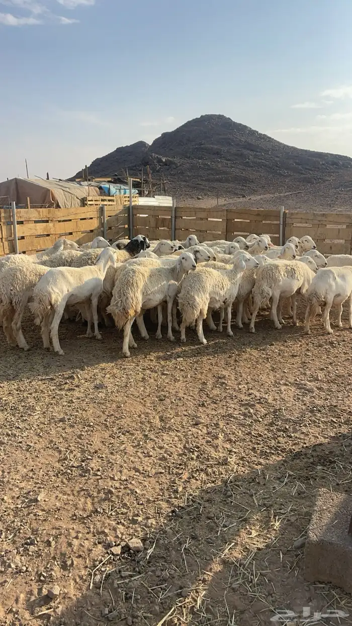 ضان حبص مقنوي 4