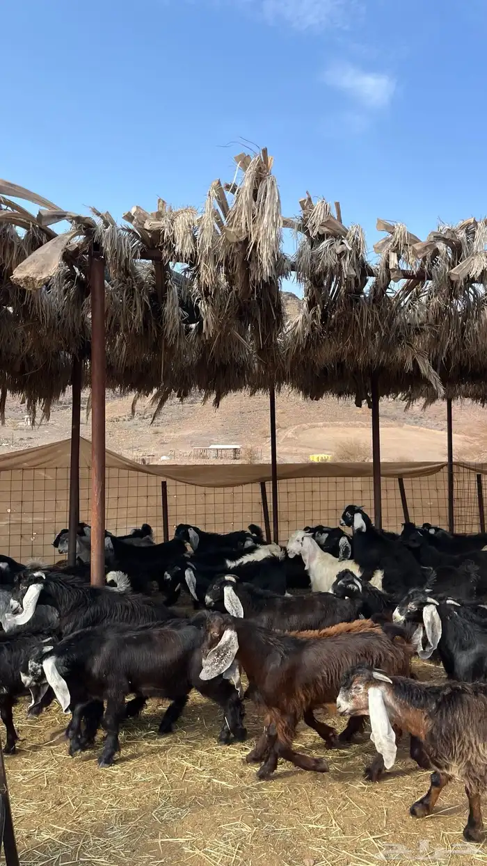 تيوس مخاصي جادعان جبره 6