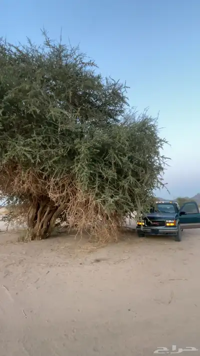 جمس ملكي index