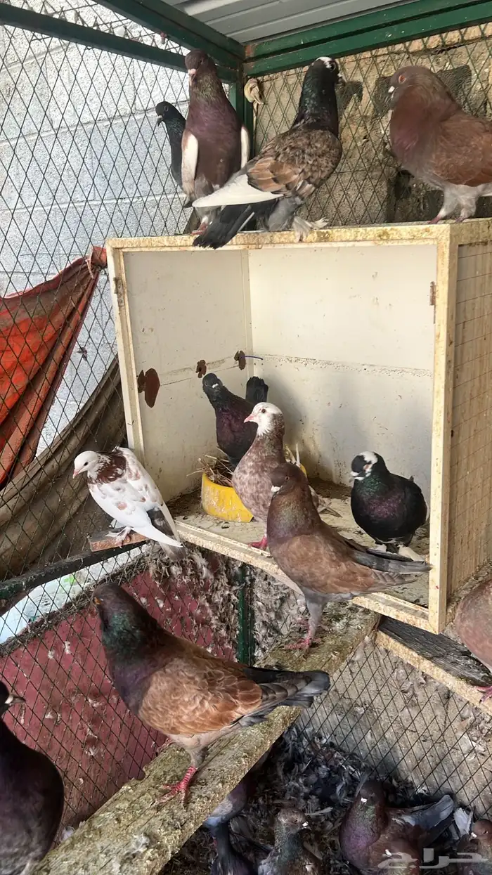 شبك 3x3 للبيع 4