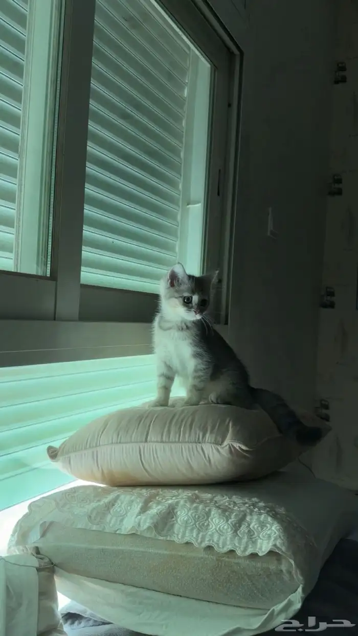 قطه انثى صغيره 0