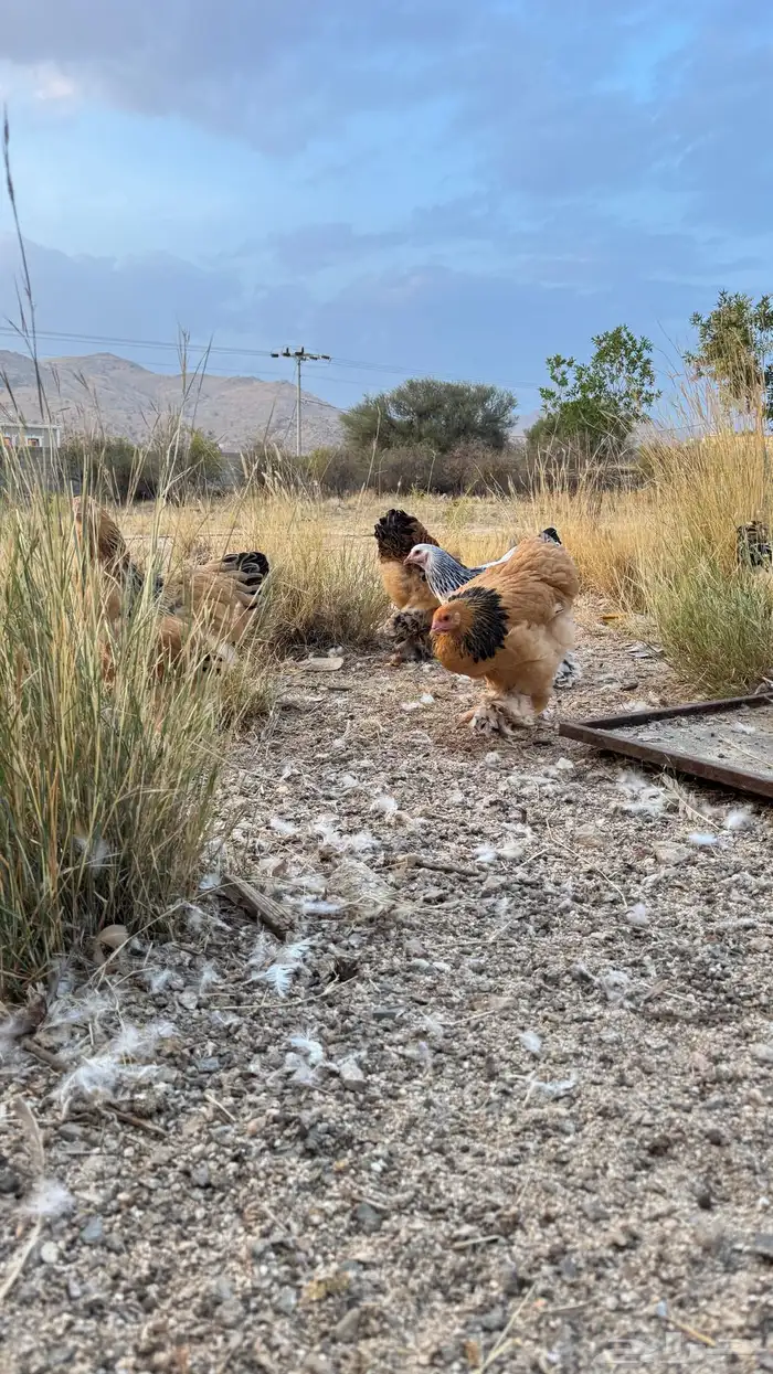 براهما بيور كولومبي وبوف 5