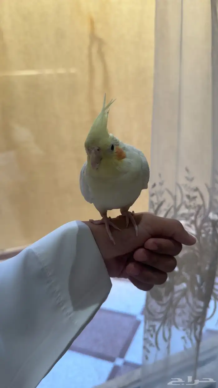 ببغاء كروان كوكتيل العمر 10 شهور اتوقع 2