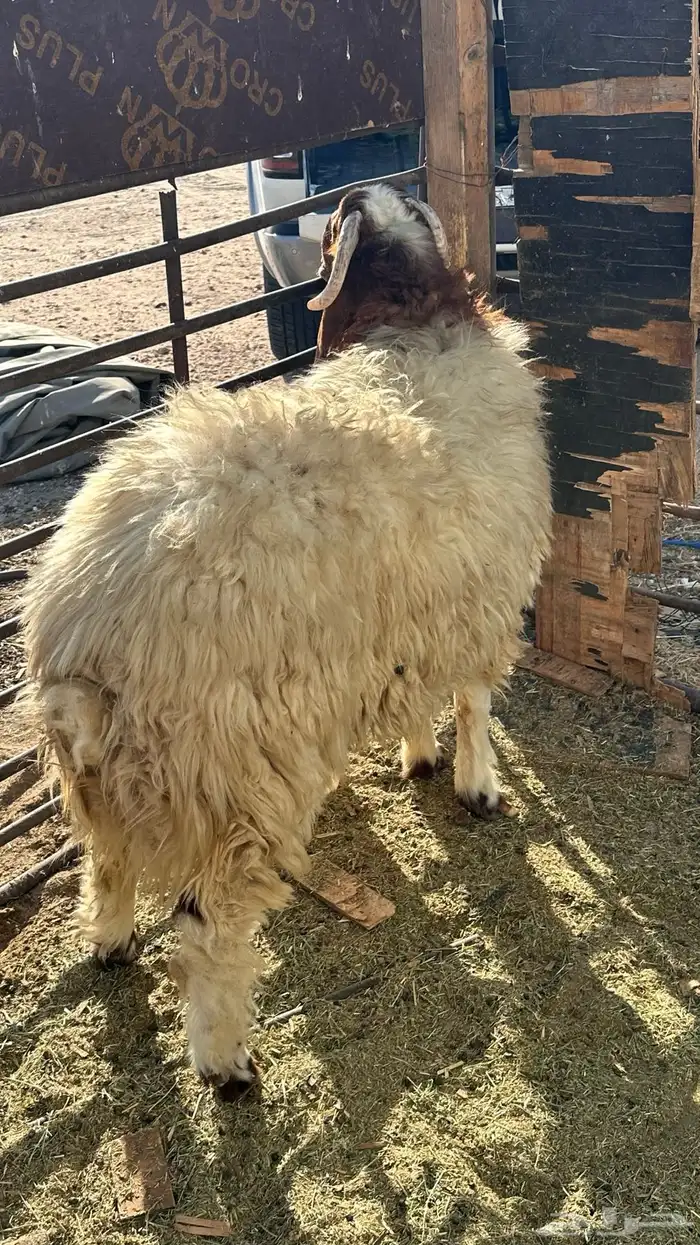 خروف جدع ناهي 2