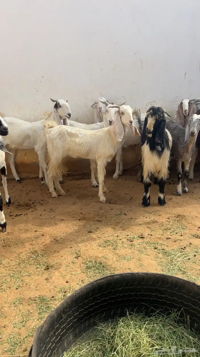 معزا مع فحلها مشاريك فواخر 8