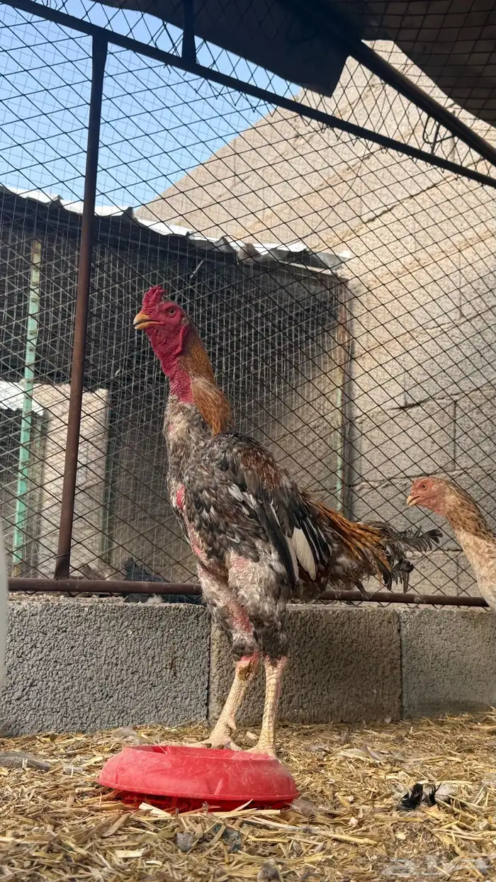 دجاج باكستاني شامو ياباني 1