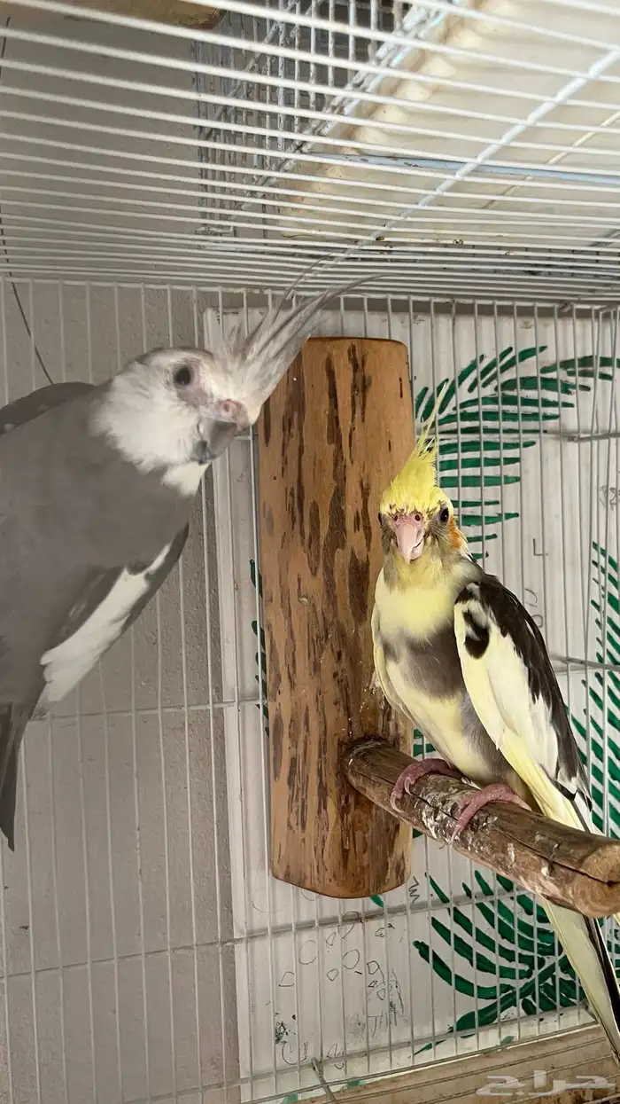 زوج كروان منتج شرط 0