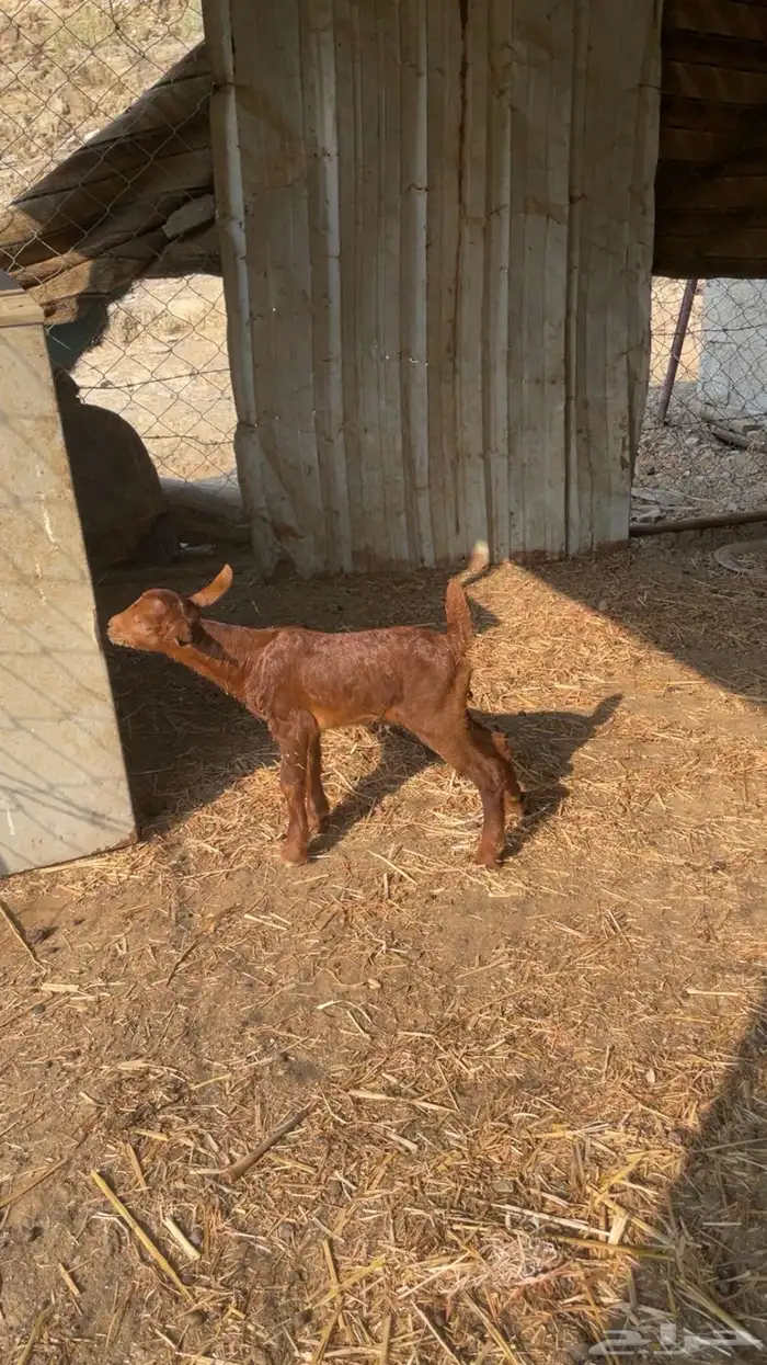 ماعز عليها تيس 1