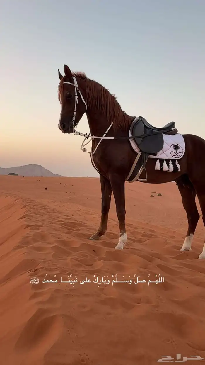 حصان للبيع 1