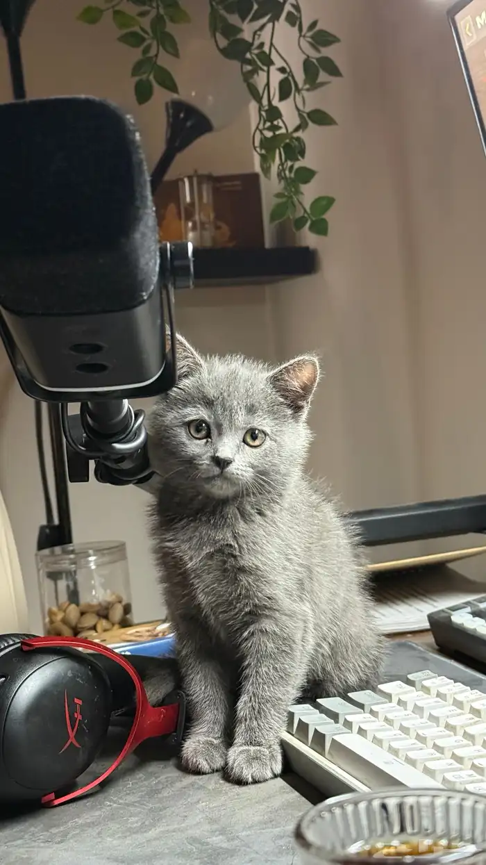 قطة British Shorthair أنثى لون رمادي فاخر للبيع بالرياض 0