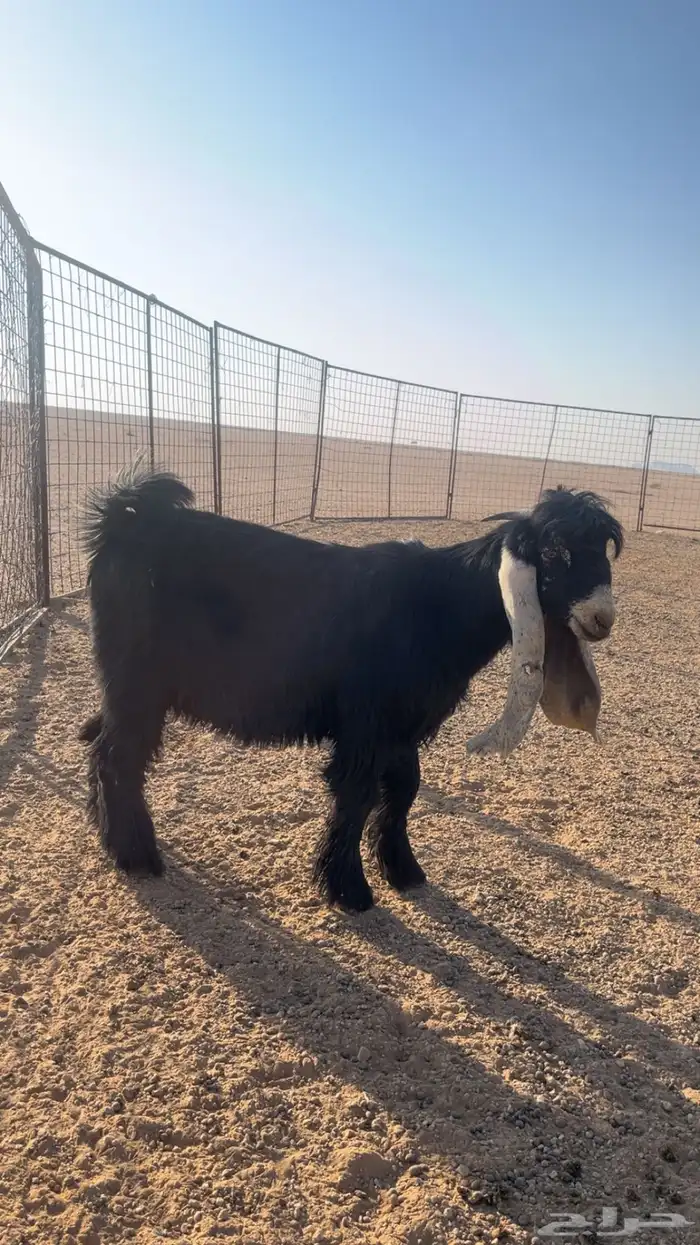 تيس عارضي صنف 0