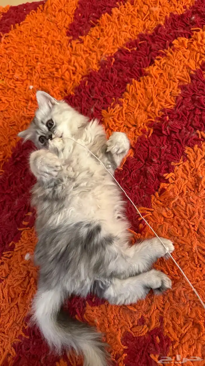 قطط شيرازي أمريكي ذكر وأنثى للبيع ب 200 ريال 0