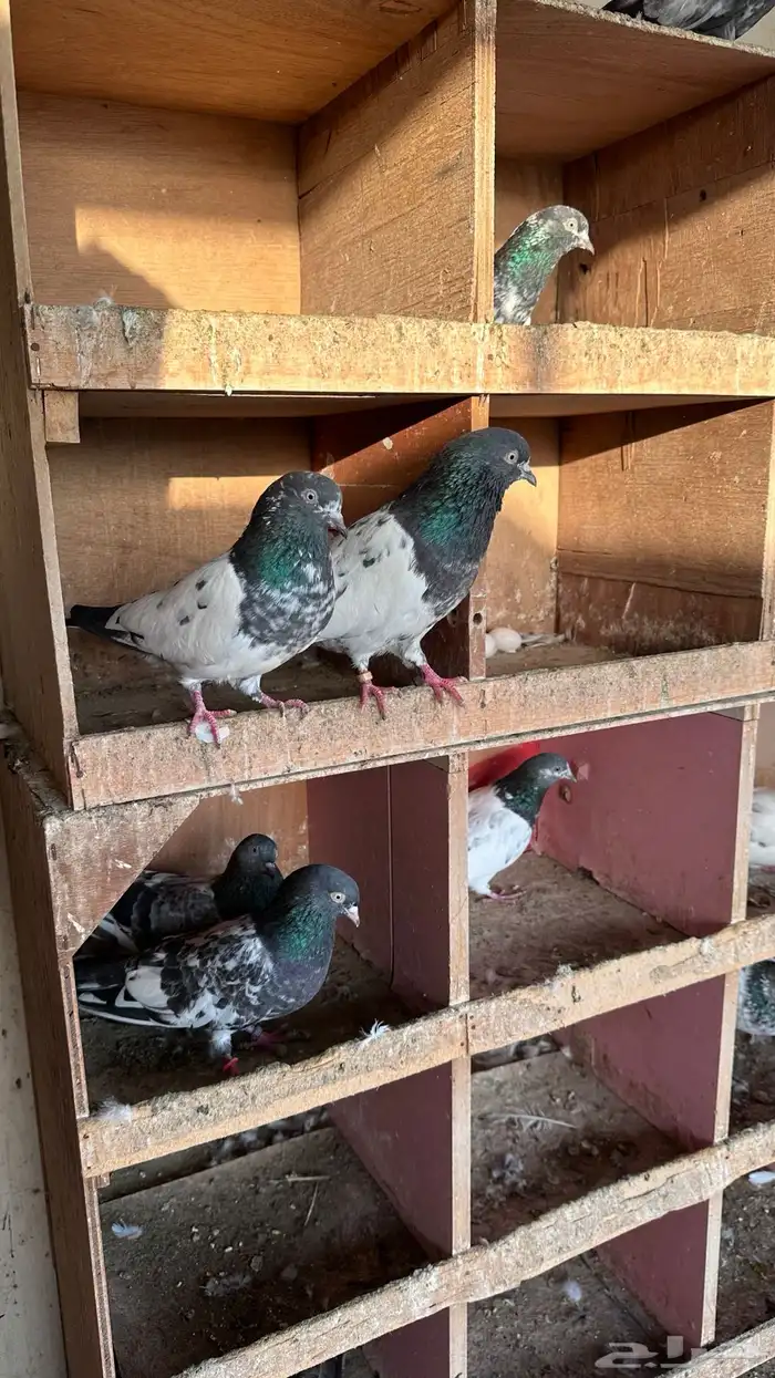 حمام باكستاني 5