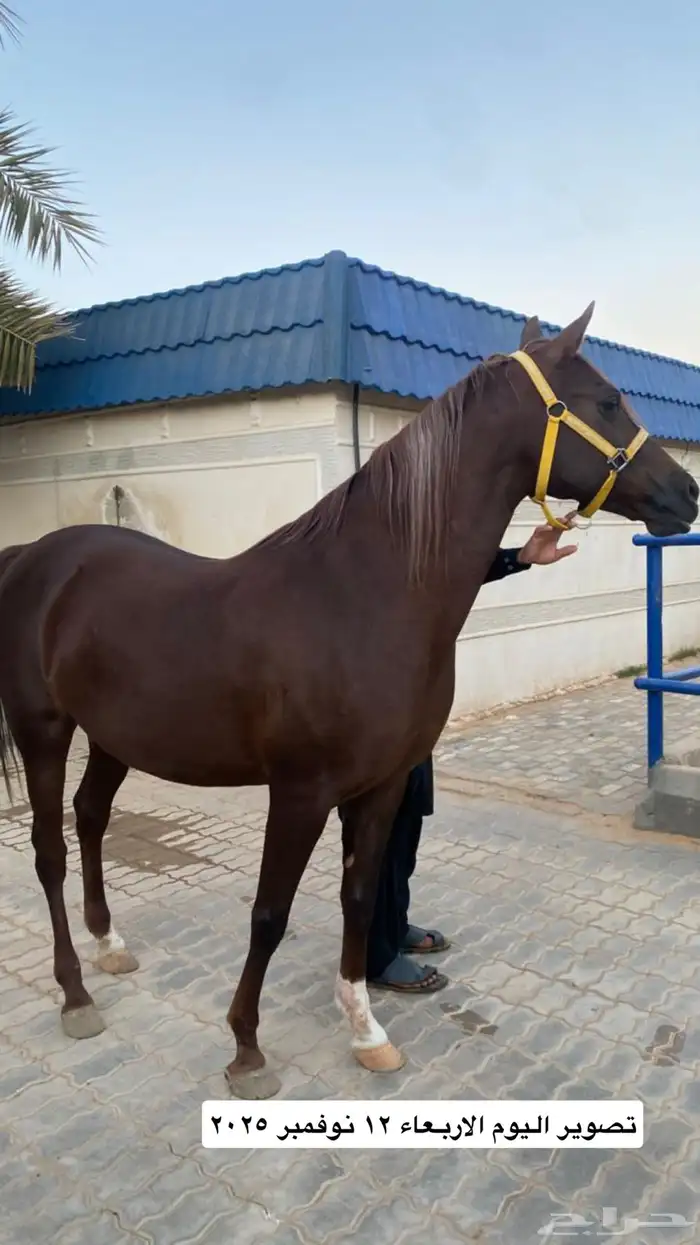 فرس واهو لقاح على فحل طيب بسعر مغري 1