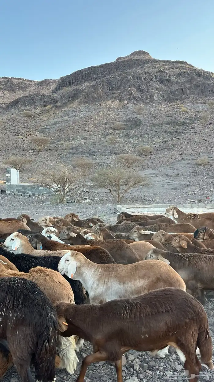 ذبائح بجميع انواعها 14