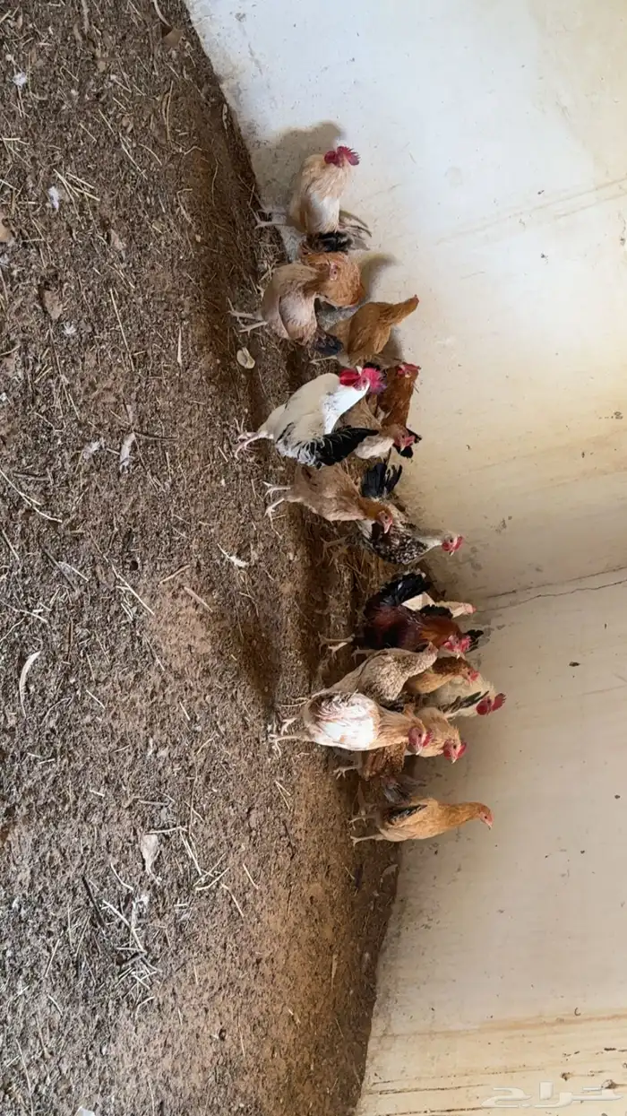 داجاج وديوك بلدي 1