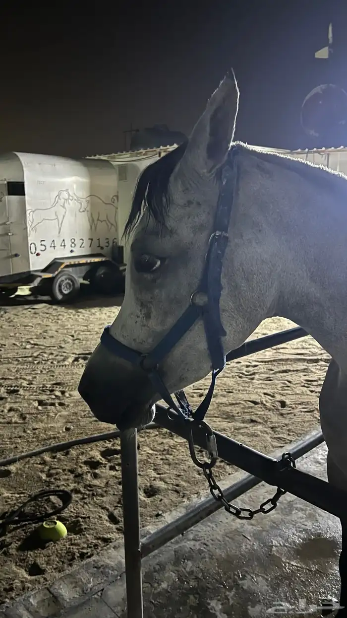 فرس شعبية جميلة فاخرة تبارك الرحمان 9