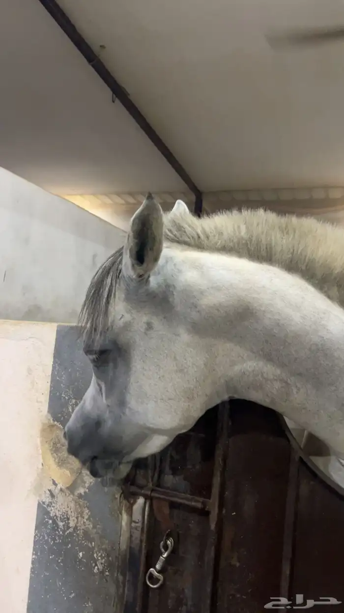 فرس شعبية جميلة فاخرة تبارك الرحمان 4