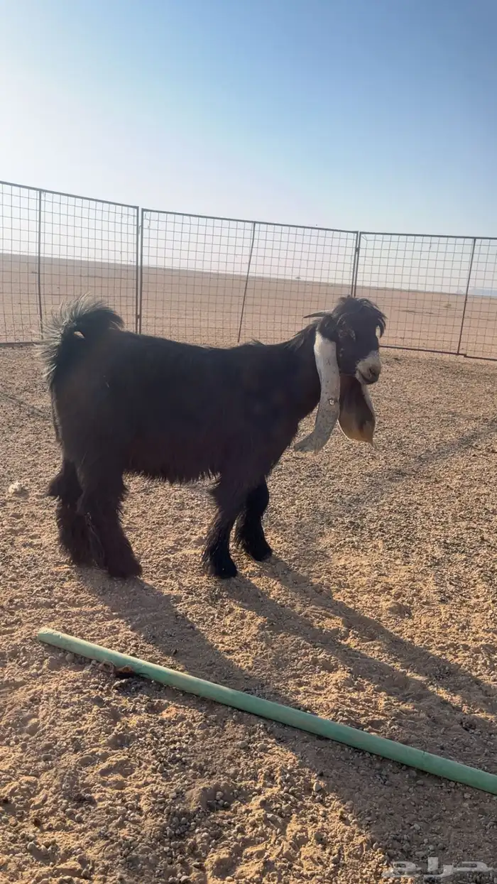 تيس عارضي صنف 2