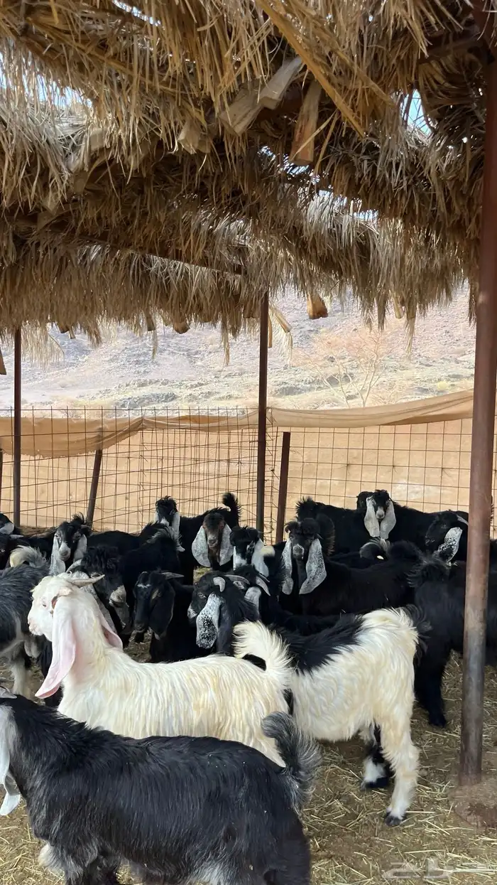 تيوس مخاصي جادعان جبره 13