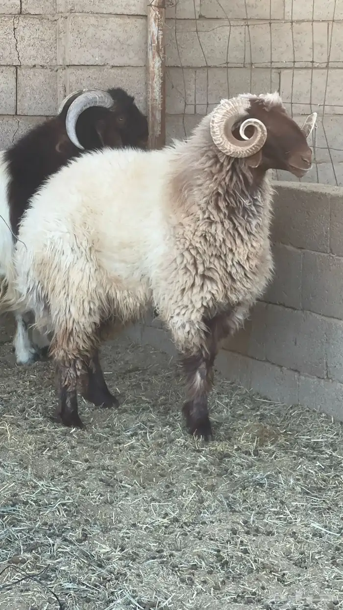 فحل نعيمي مشروط 0