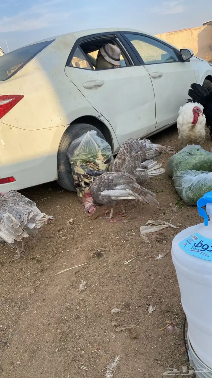 دجاج وديوك رومي 3