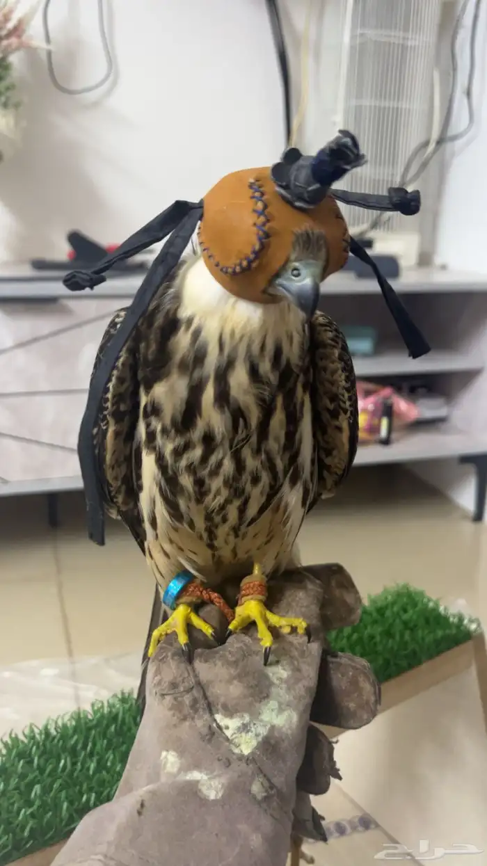 بكه للبيع طرح الدبده الاسبوع الي راح ذنبتها من ورا متكسره 0