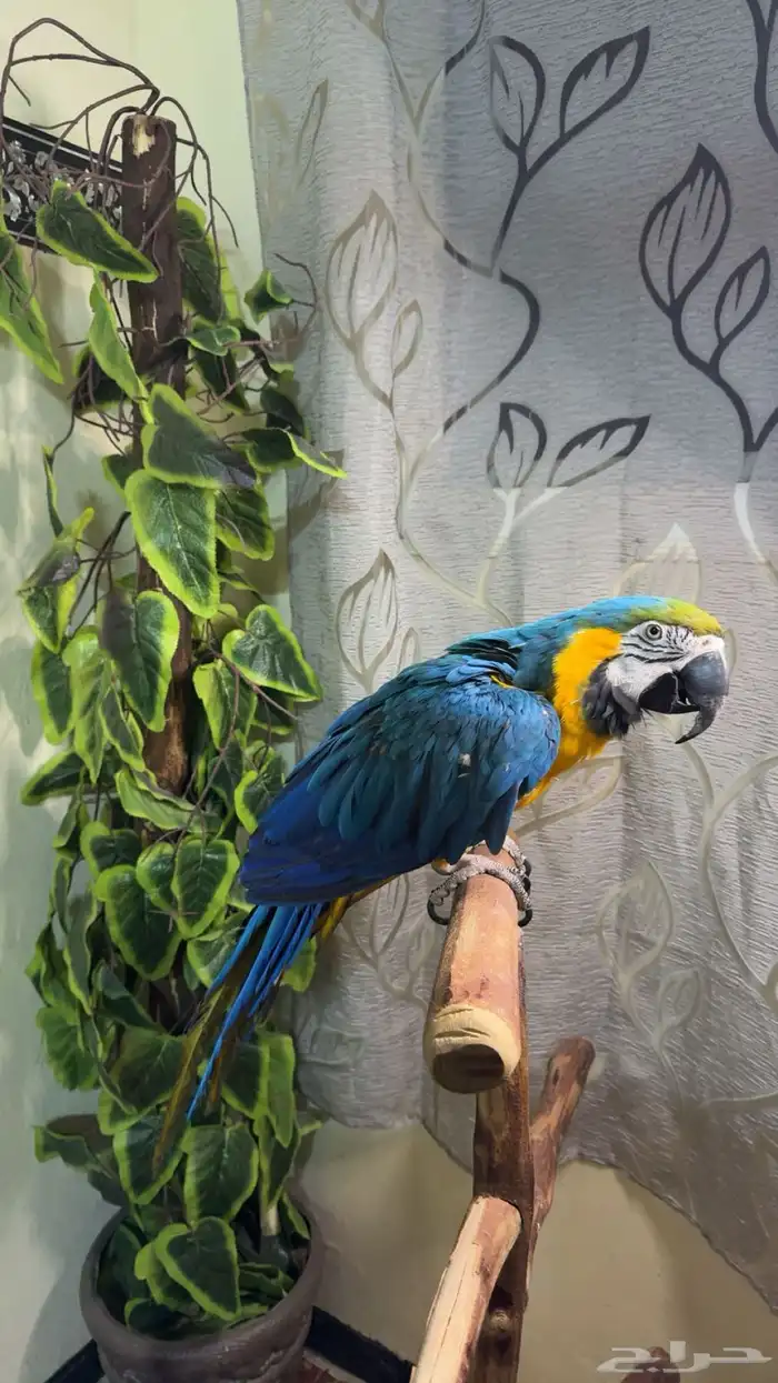 ببغاء مكاو اليف ولعوب ومتكلم تم البيع 3