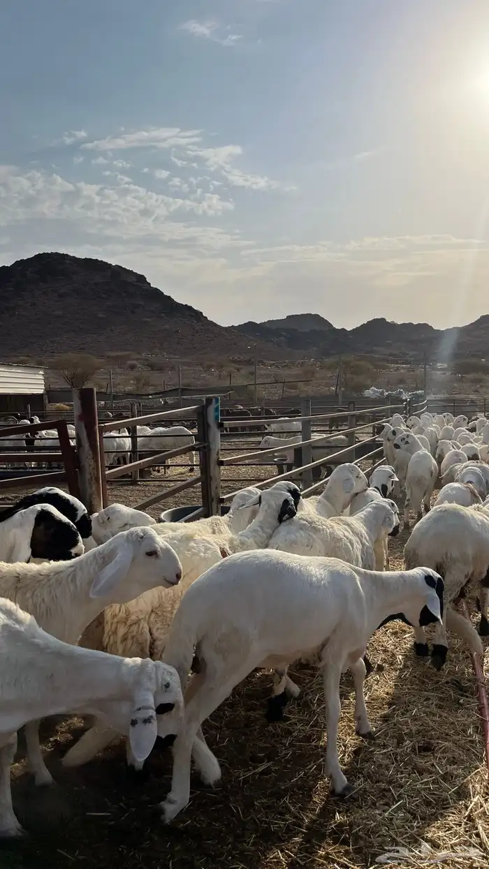 طليان سواكن شبيه الحري جبره 11