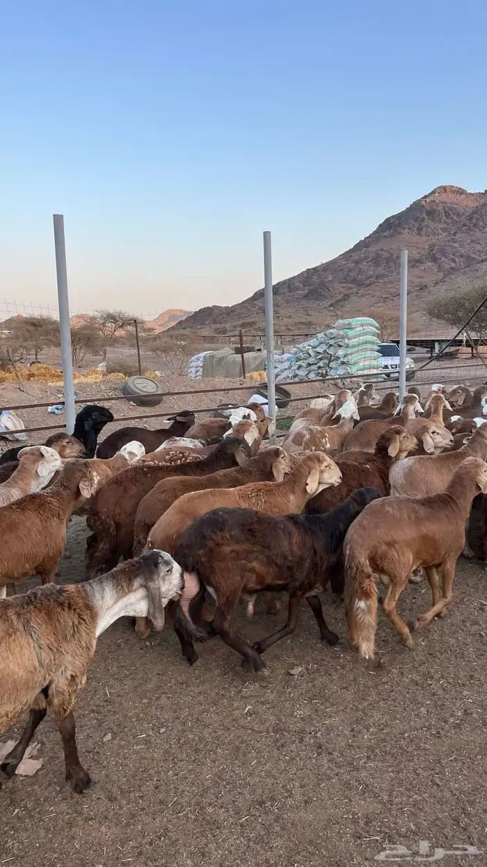 طليان سواكن حمري جادعان 3