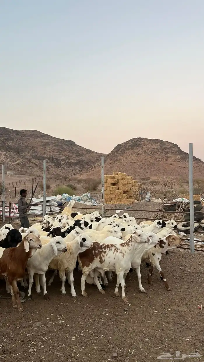 ذبائح بجميع انواعها 19