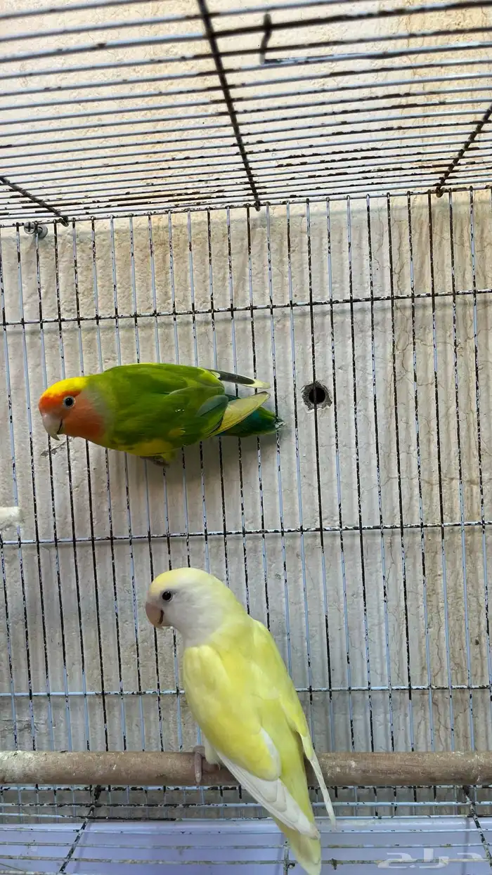 زوج طيور روز 3