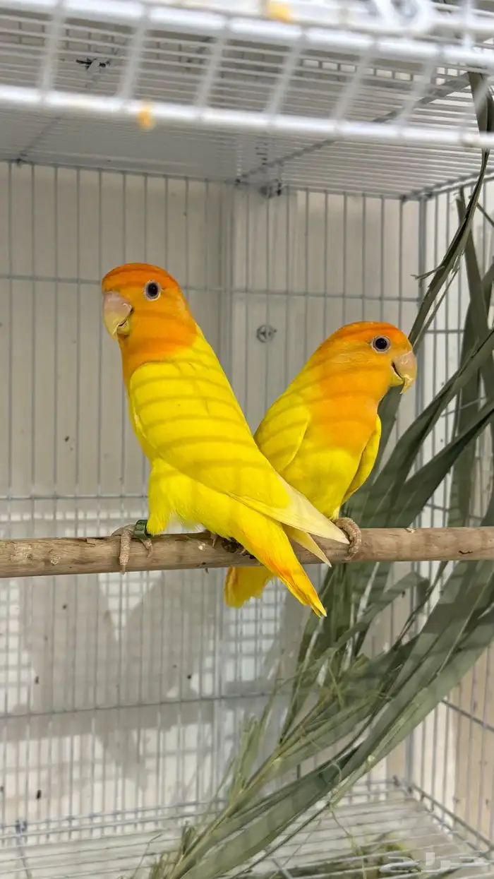 جوز روز اورنج اوبلاين 0