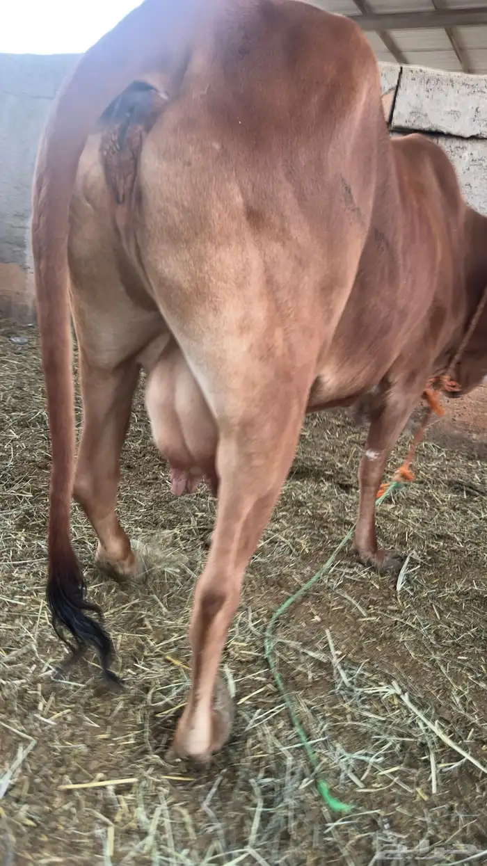 بقره القحه 2