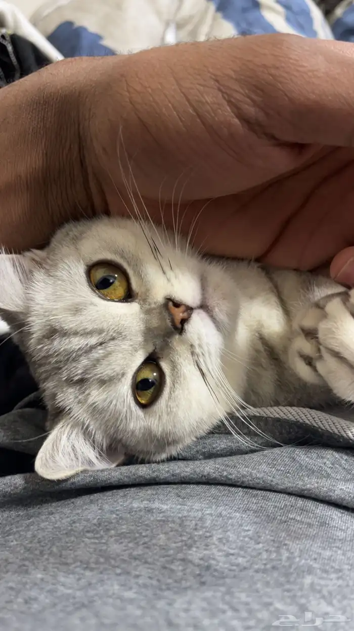 للبيع قط سكوتش ستريت 3