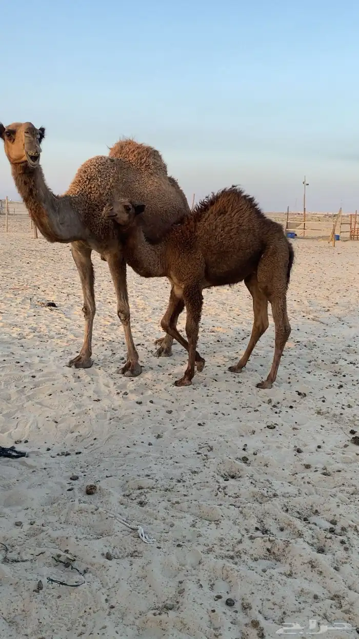 عشراء مبيوع ولدها للبيع 0