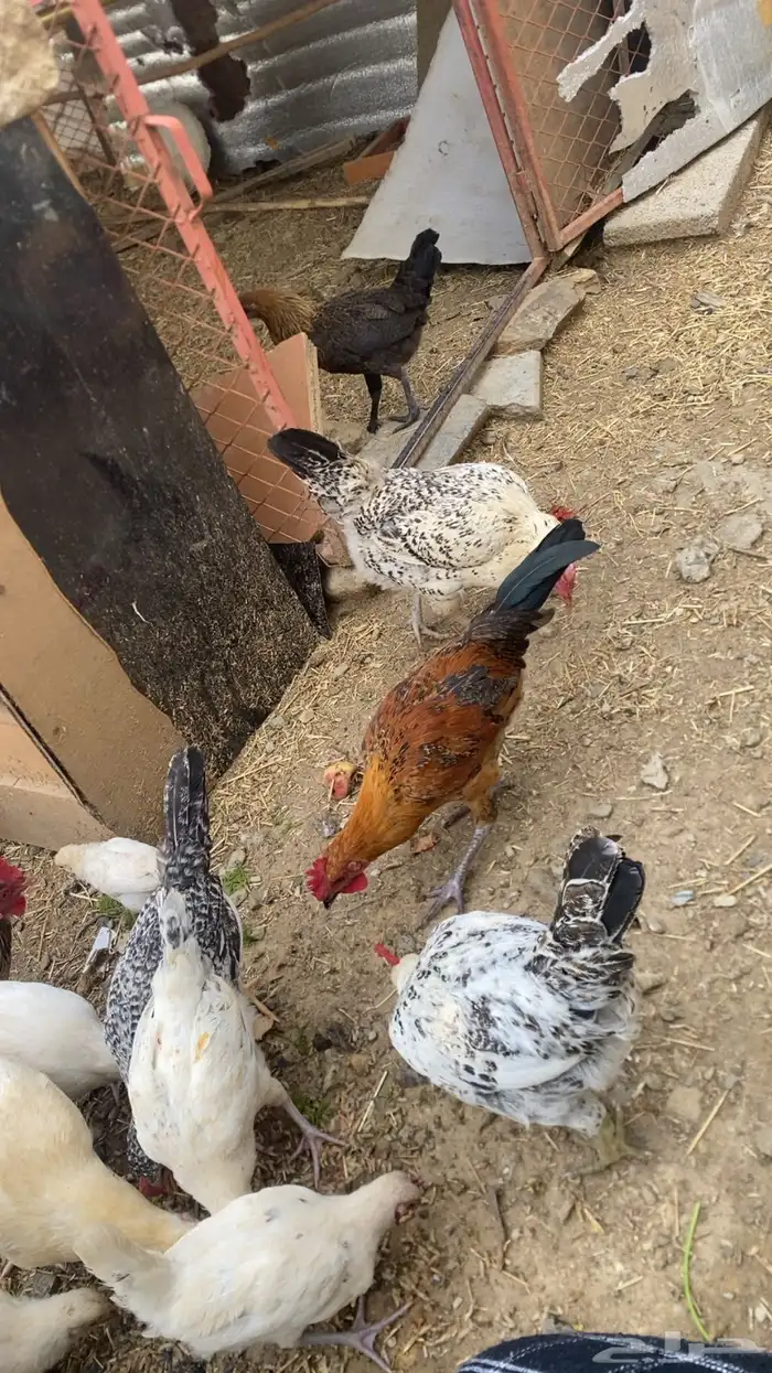 دجاج بلدي حضان 5