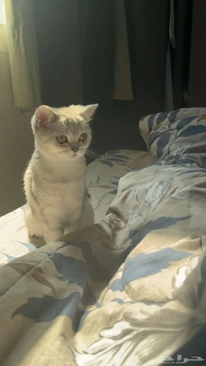 للبيع قط سكوتش ستريت 1